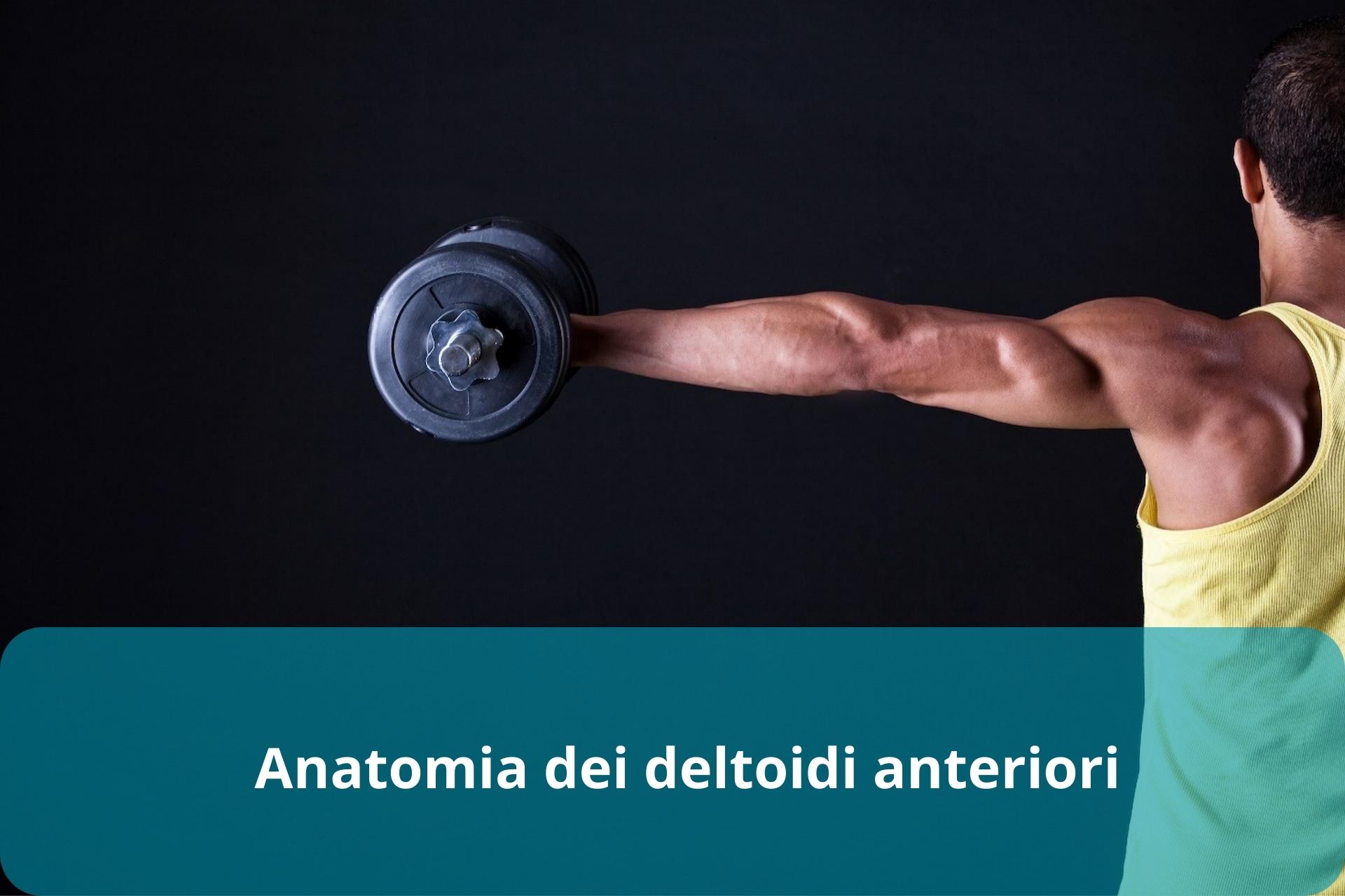 anatomia dei deltoidi anteriori